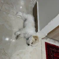 سگ نر|سگ|شهر ری, اقدسیه|دیوار