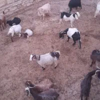 فروش  ۳۰ راس بز  جوان آبستن  یکدست مناسب نگهداری