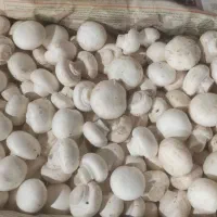 قارچ تازه