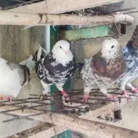 کفتر کبوتر شازده سرور بدردبخور نسل اصیل دولاب