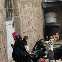 مرغ و خروس گلین
