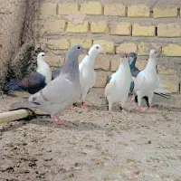 طوقی، پلاکی، پرشی
