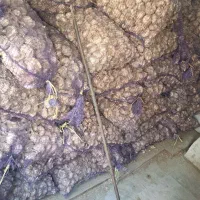 سیر|خوردنی و آشامیدنی|پارس‌آباد, |دیوار