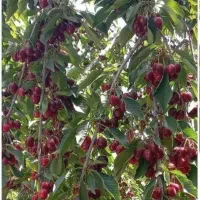 تغذیه تخصصی گیاه وباغ (کودبیولوژیک)
