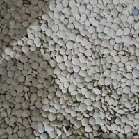 خریدو فروش عدس