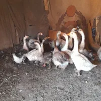 غاز های درشت و چاق