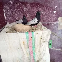 کفتر‌