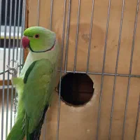طوطی ملنگو کینگ نر سخنگو