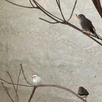 فنچ