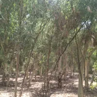 ۳ هکتار اکالیپتوس