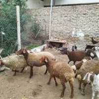 گوسفند و بره و بزغاله