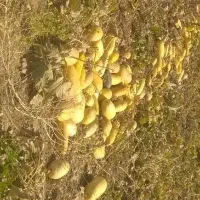 فروش۴ هکتار و سه هزار متر زمین قطره بارانی درسطر