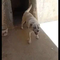 سگ سرابی  نگهبان سفت  بیا تستش کن بعد ببر