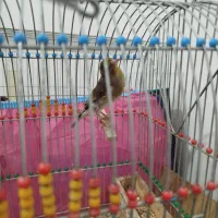 یک عدد سهره قناری نر مست