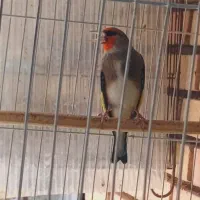سهره خاکی سرو کله دار نر