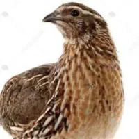 بلدرچین گوشت بلدرچین