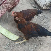 جوجه خروس