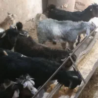 بزغاله بره میش بز