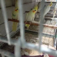 طوطی عروس بالغ