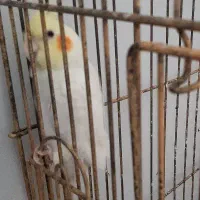 فروش عروس هلندی