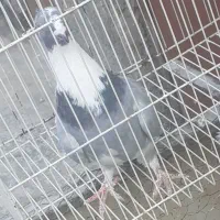 اوغون آلمانی پرورشی وابلق کاکولی نرپرشی