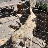 توله سگ سرابی