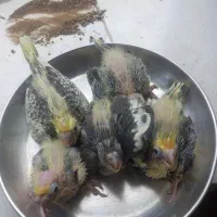 جوجه عروس هلندی