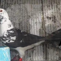 کفتر سوسکی بزک سینه سفید