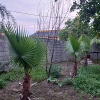 پالم واشنگتن تنه قطور ۳ عدد