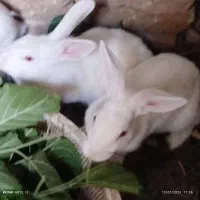 2خرگوش سفید چش سرخ