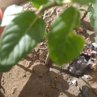 خاک باغچه درجه یک رایگان