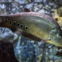 ماهی نایف  چاقو ماهی             (ماهیِ آکواریوم )