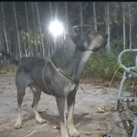 سگ پژدر
