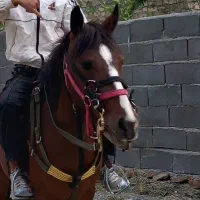 اسب مادیان چهار ساله آرام