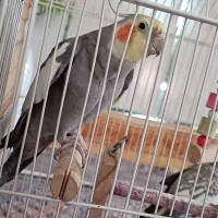 عروس هلندی