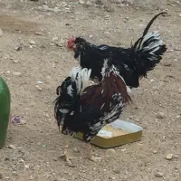 خروس جوان گلین لری اصل شش دانگ