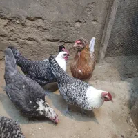 دو عدد مرغ براکل  با یک عدد خروس آمروک