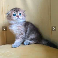 گربه اسکاتیش لانگ هیر