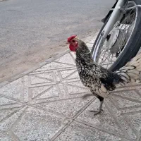 به علت کمبودجابه فروش می رسد