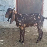 تیشتر بز ابستن