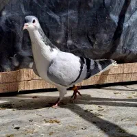 کفترا نقش