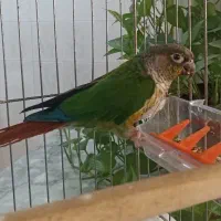 طوطی گرینچیک سخن گو باهوش زرنگ