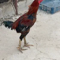 خروس