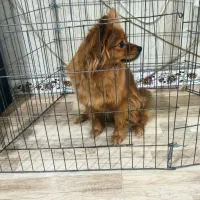 سگ پامر روباهی