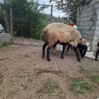گوسفند نر فروشی