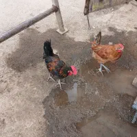 مرغ و خروس جوجه نیمچه گلین