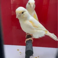 قناری موزاییکی