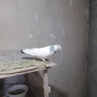 کفتر