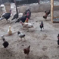 بوقلمون مرغ وخروس