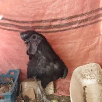مرغ خروس ایام سمانی